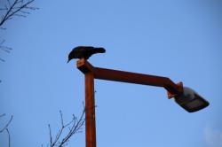 260127 hashibosogarasu ga gaitou ni tomatte iru s-IMG_9276.jpg