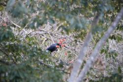 260127 hashibosogarasu ga kakinoki no eda ni tomatta s-IMG_9315.jpg