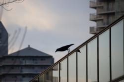 260127 hashibosogarasu ga tobouto site iru s-IMG_9300.jpg