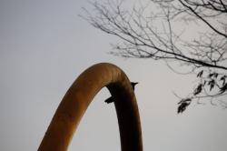 260127 hashibosogarasu ga tomatte iru s-IMG_9267.jpg