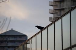 260127 hashibosogarasu ga tomatte iru s-IMG_9299.jpg