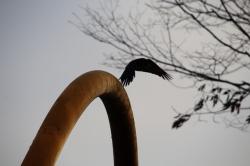 260127 hashibosogarasu ga tonnde iru s-IMG_9269.jpg