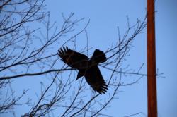 260127 hashibosogarasu ga tonnde iru s-IMG_9278.jpg