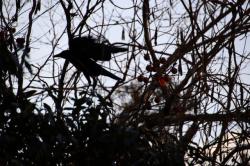 260127 hashibosogarasu ga tonnde iru s-IMG_9483.jpg