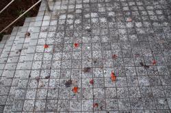 260127 kakinoki no kajitsu no ochitga mono  s-IMG_9494.jpg