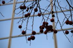 260128 kakinoki no kajitsu ga shiwashiwa ni s-IMG_9771.jpg