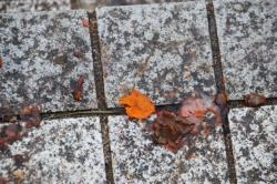 260128 kakinoki no kajitsu no ichibu  s-IMG_9910.jpg