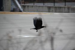 260114 hashibosogarasu ga tonnde iku s-IMG_2671.jpg