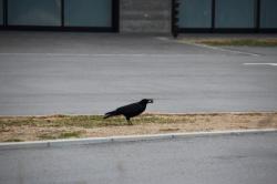 260114 hashibosogarasu ga ookamakiri no rannsyou wo kuwaete iru s-IMG_2668.jpg