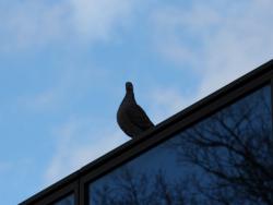 260108 kijibato ga honnkann no tatemono ni tomatte iru s-IMG_2145 copy.jpg