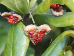 260106  tobera no s-IMG_1052 copy.jpg