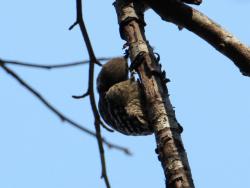 260107 kogera ga konara no kare eda ni iru s-IMG_1690 copy.jpg