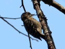 260107 kogera ga konara no kare eda ni iru s-IMG_1653 copy.jpg