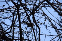 260128 hiyodori ga mejiro wo kechirashita s-IMG_9813 copy.jpg