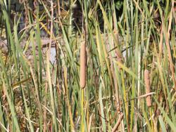 251107 himegama no ho s-IMG_3381 copy.jpg