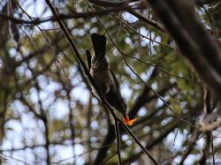 260128 hiyodori ga kakinoki no  kajitu wo tabete iru s-IMG_9827 copy.jpg