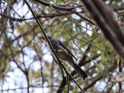 260128 hiyodori ga kakinoki no  kajitu wo tabete iru s-IMG_9838 copy.jpg