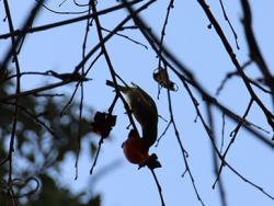 260128 mejiro ga kakinoki no kajitsu wo tabete iru s-IMG_9877 copy.jpg