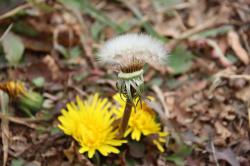 260130 gairai  no tannpoporui no  kajitu s-IMG_0831.jpg