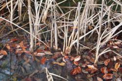 260130 himegama no kabu ga chika de tsunagatte iru s-IMG_0733.jpg