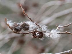 260130 himegama no watage ga hannnoki no kasui ni tuku s-IMG_0740 copy.jpg