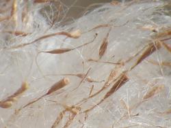 260130 himegama no watage no naka ni aru cyuutou ya shinpi s-IMGP0151 copy.jpg