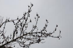 260130 momijibafuu no kajitu s-IMG_0875.jpg