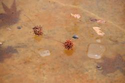 260130 momijibafuu no kajitu to ochiba ya sirakashi no kajitu to kakuto ga koori no ueni s-IMG_0859.jpg