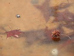 260130 momijibafuu no kajitu to ochiba ya sirakashi no kajitu to kakuto ga koori no ueni s-IMG_0884 copy.jpg