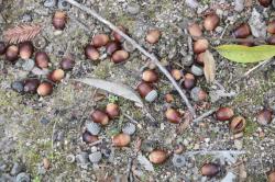 260130 shirakashi   no kakuto to donnguri s-IMG_0912.jpg