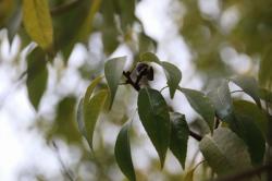 260130 shirakashi   no kakuto to ha s-IMG_0914.jpg