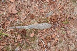 260130 shirakashi   no momijibafuu no kajitsu s-IMG_0876.jpg