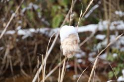 260209 himegama no watage ni yuki s-IMG_2808.jpg