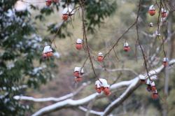 260209 kakinoki no kajitsu ni yuki  s-IMG_3122.jpg