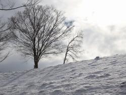 260209 keyaki no ki to norimen no yuki s-IMG_2633 copy.jpg