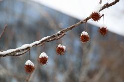 260209 momijibafuu no kajitsu ni yuki s-IMG_2754.jpg