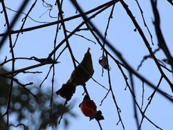 260128 mejiro ga kakinoki no kajitsu wo tabete iru s-IMG_9903 copy.jpg