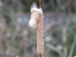 260128 himegama no ho ga uma no kubi s-IMG_9705 copy.jpg