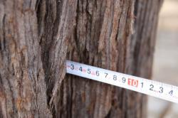 260314 sekoia no jyuhi no atsusa ( 8cm zenngo ) s-IMG_6745.jpg