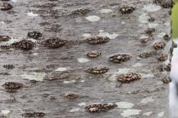 250410 someiyoshino no himoku s-IMG_3673.jpg