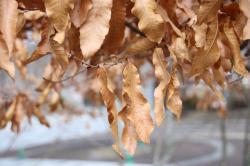 260314 kunugi no kareta ha ga yureru mae s-IMG_6629.jpg