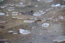 260202 nakaniwa no puru no mizu ni koori ga s-IMG_1114.jpg