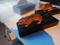 260301 dechitaru kamishigai s-P3010924.jpg