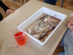 260301 ika no nanndenan s-P3010844.jpg