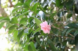 260301 otometsubaki no hana ga 1-2tsu  saite iru s-IMG_6030.jpg