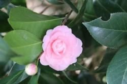 260301 otometsubaki no hana ga 1-2tsu  saite iru s-IMG_6033.jpg