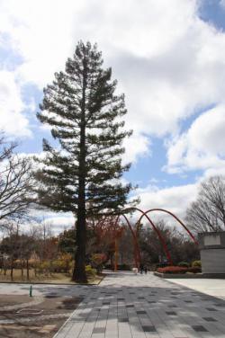 260314 sekoia ( H=yaku 20 m ) s-IMG_6697.jpg