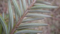 260314 sekoia no ha no ura gawa s-IMGP0021.jpg