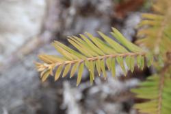 260314 sekoia no houga sita eda no ha (omote) s-IMG_6762.jpg