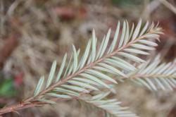 260314 sekoia no houga sita eda no ha (ura) s-IMG_6768.jpg